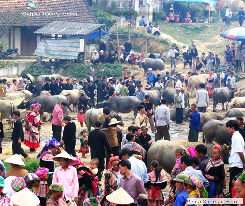Selling and Bying Buffaloes at BacHa Mar Ket - Vietnam
